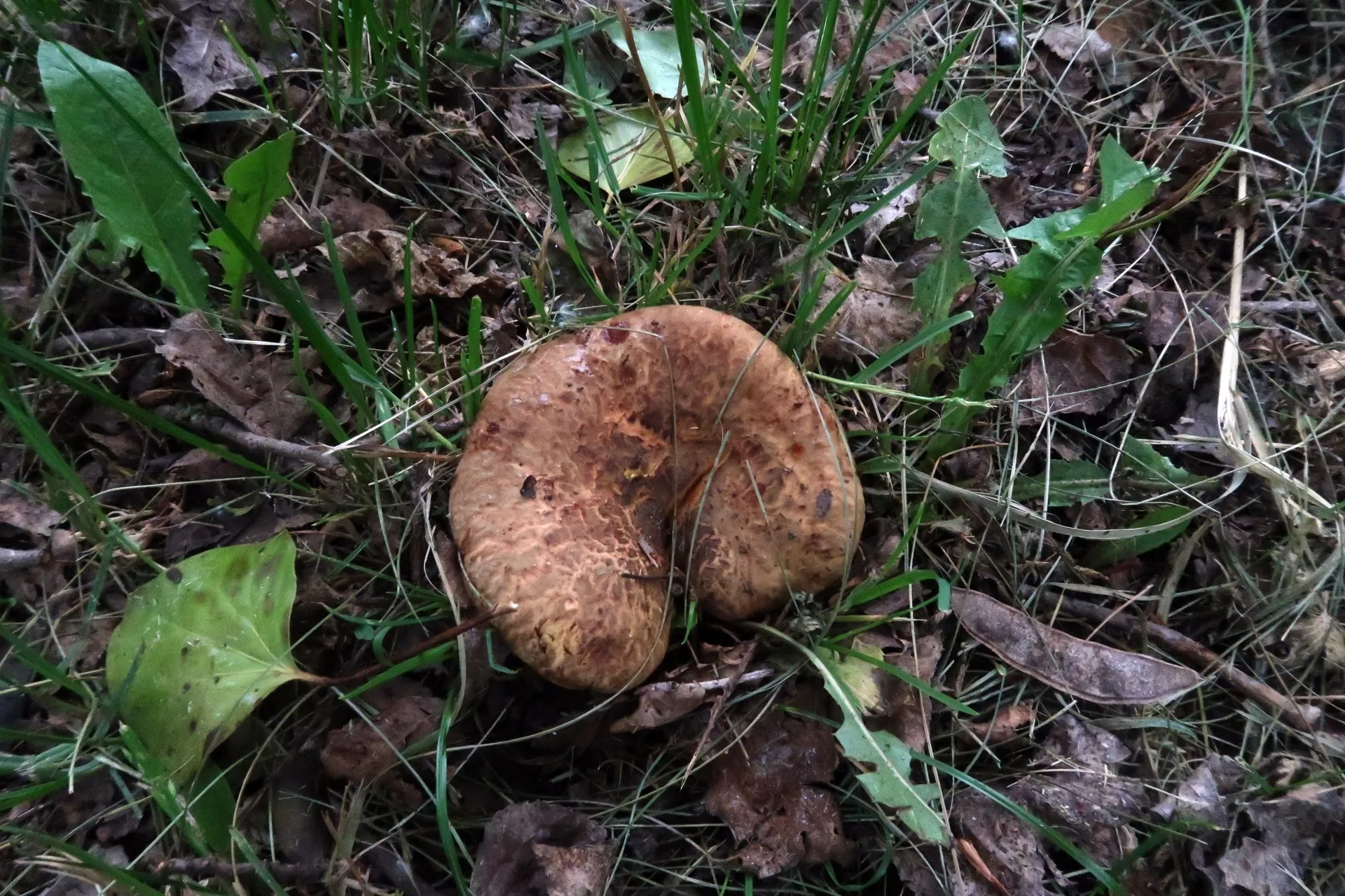 Paxillus rubicundulus - 1 - IMG_6874